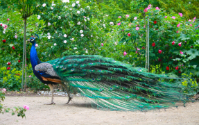 burung-merak 20 senarai